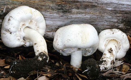 Agaricus xanthodermus - Fungi species | sokos jishebi | სოკოს ჯიშები